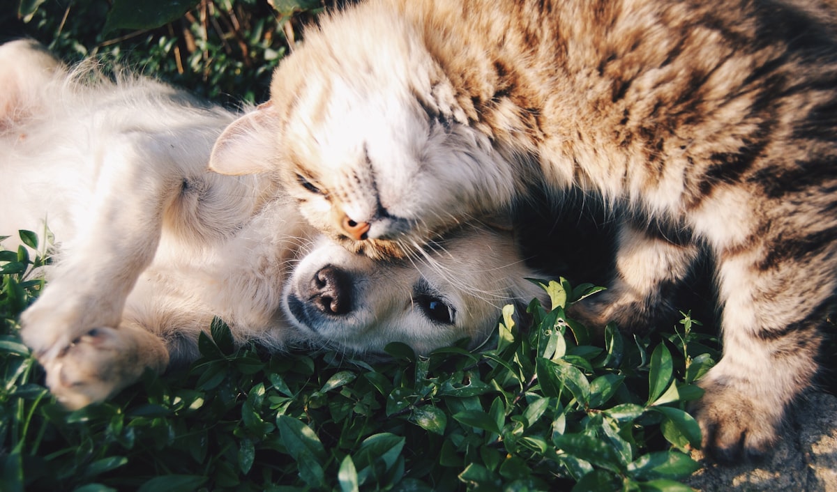 A dog and cat cuddling together